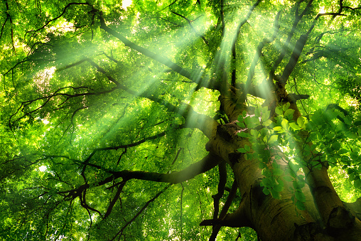 Beautiful rays of light falling through mist and the lush green canopy of a majestic beech tree