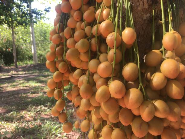 260+ Burmese Grape Stock Photos, Pictures & Royalty-Free Images