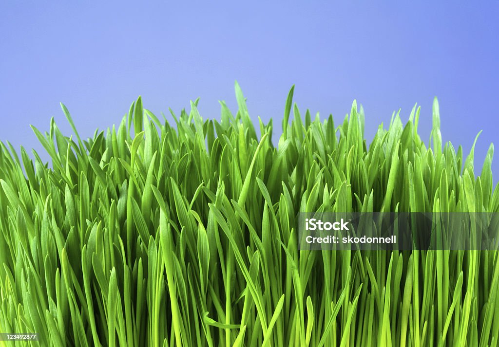 Крупный план зеленая трава - Стоковые фото Без людей роялти-фри