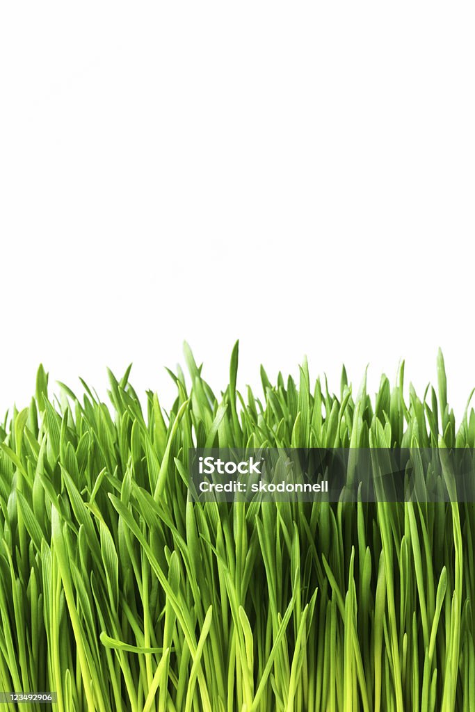 close up of green grass  Grass Stock Photo