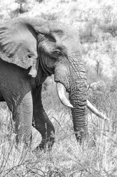 istock An isolated single lone African elephant in musth walking in a game reserve 1234939673