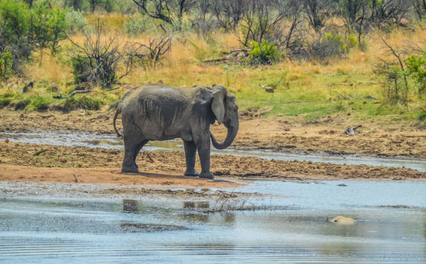 istock A lone isolated elephaant drinking water from a waterhole in hot summer 1234939982