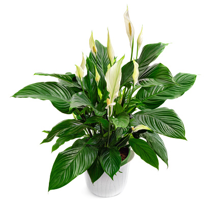 Peace lily houseplant, spathiphyllum, a lush nice plant, studio isolated on pure white
