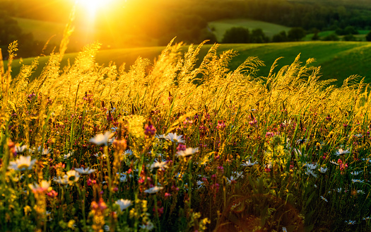 Gold sunset on a flower meadow on hills, with the sun in the background and beautiful backlit luminous high grass