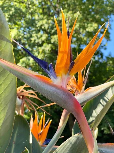 istock Bird of paradise flowers 1234946101
