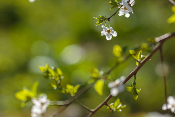 istock Blossoming branch with with flowers of cherry plum. 1234946836