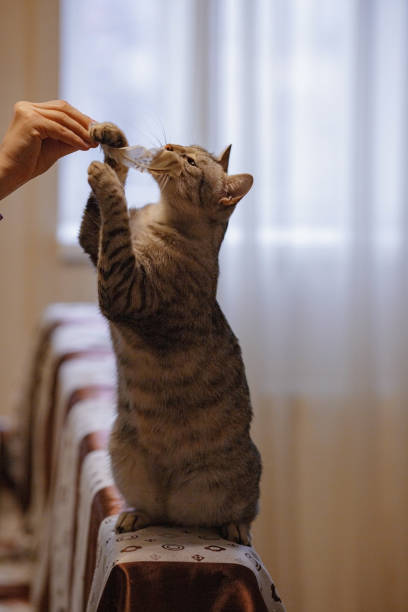 istock A beautiful grey cat is sitting on the sofa, playing with a feather and looking at a hostess. 1234949918