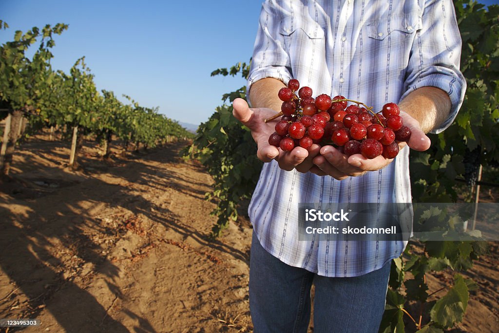 Com uvas em um vinhedo - Foto de stock de Agricultor royalty-free