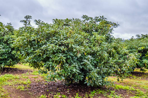 fresh raw organic green hass avocado on a farm tree in mpumalanga south africa - persea imagens e fotografias de stock