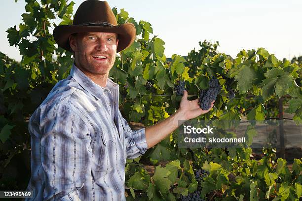 Vintner Holding Grapes Stock Photo - Download Image Now - Adult, Adults Only, Agricultural Field