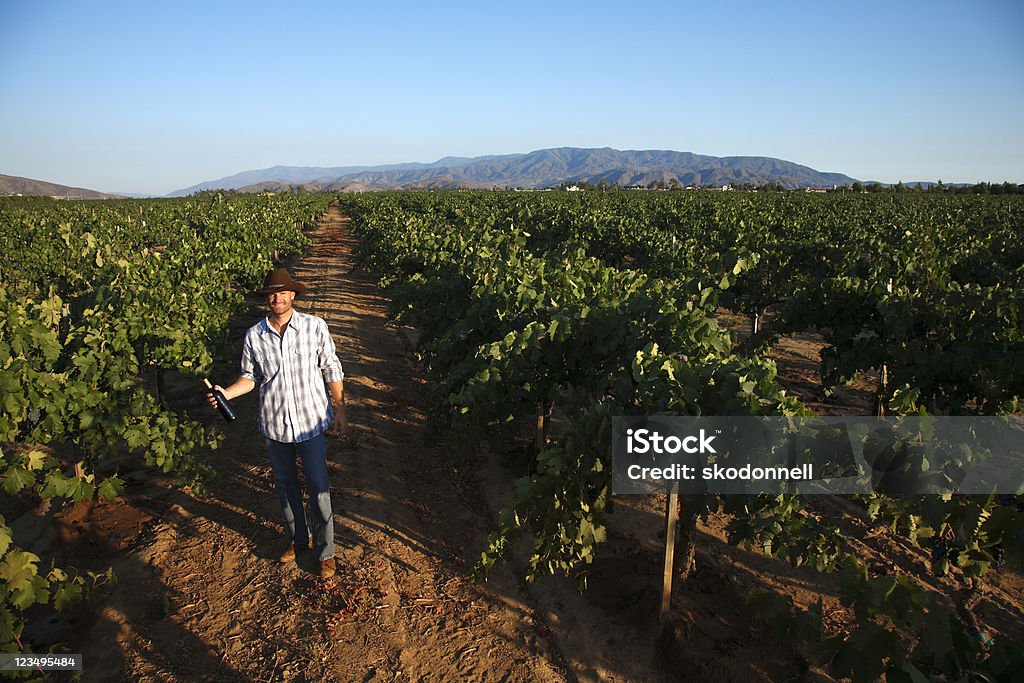 Viticultor no campo de Vinho - Royalty-free Adulto Foto de stock