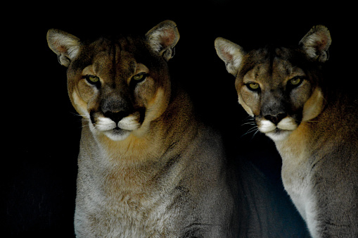 Artistic portrait of a Cougar or mountain lion or Puma Concolor isolated in black background in South Africa
