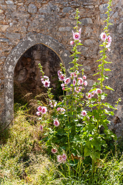istock Bush of flowers against the background 1234961336