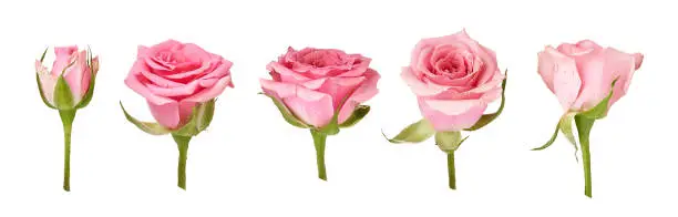 Set of beautiful rose flowers isolated on white background. Pink rosebud on a green stem. Studio shot.