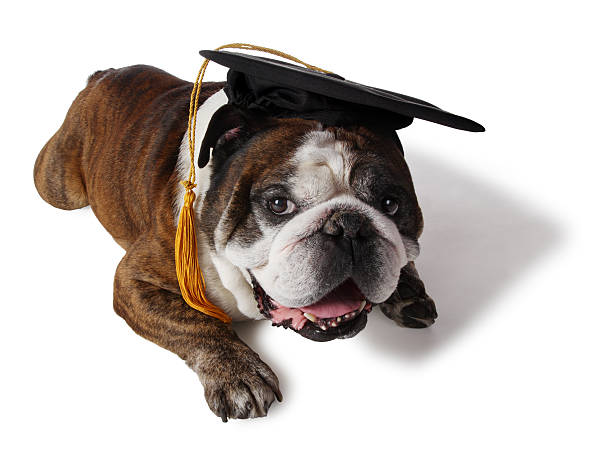 잉글리시불독 - dog graduation hat school 뉴스 사진 이미지