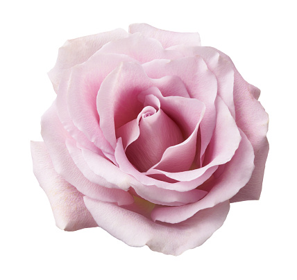 Pink garden rose