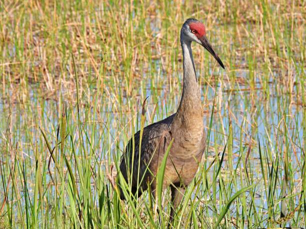 istock Sandhill Crane (Grus Canadensis) in the Florida wetlands 1234970106