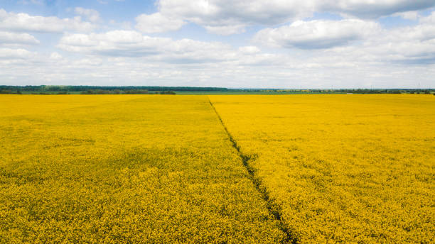 istock Road at the bright yellow blossom paradise 1234972966