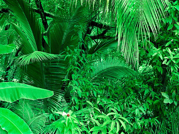 istock Tropical Jungle Background in Costa Rica 123497438