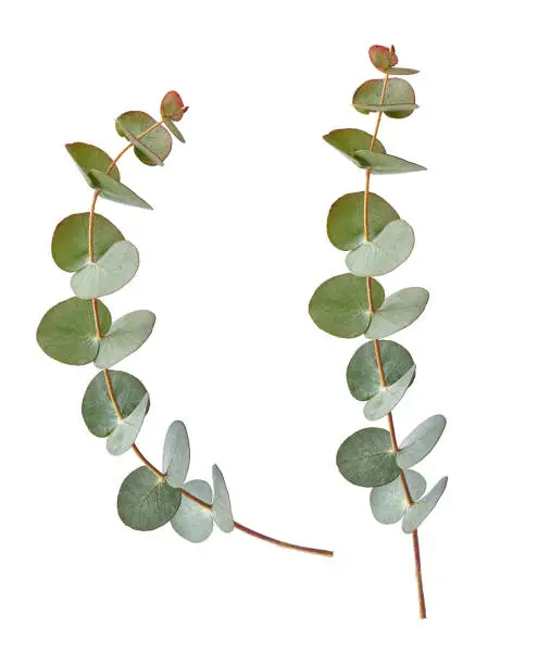 Eucalyptus branch isolated on white background