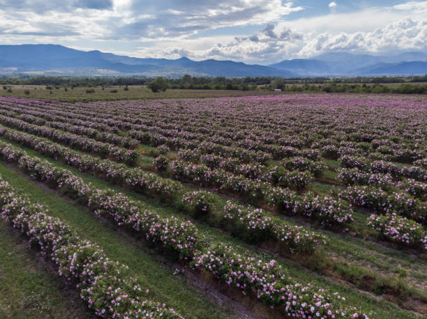 istock Top view of Bulgarian pink rose bush 1234979783