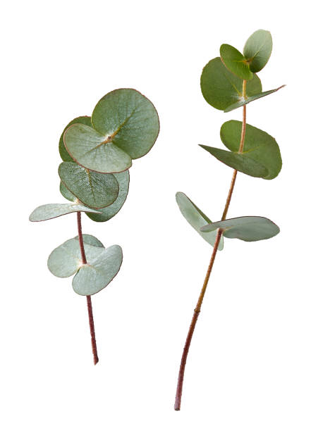 Two Eucalyptus branches isolated on white background stock photo