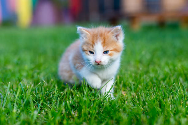 istock Funny domestic animals 1234980292