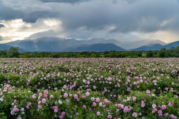 Valley covered in bulgarian pink rose during sunset Rows of Bulgarian pink rose in a garden during sunset located in the Thracian Rose valley. Amazing colors. rose valley stock pictures, royalty-free photos & images