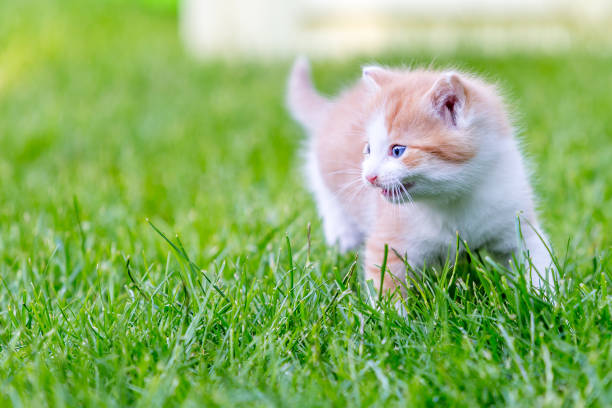 istock Funny domestic animals 1234980832