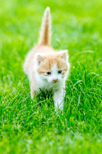 istock Funny domestic animals 1234980834