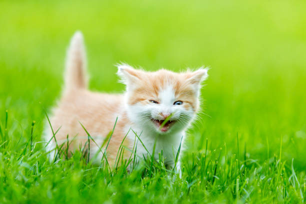 istock Funny domestic animals 1234981344