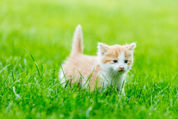 istock Funny domestic animals 1234981350