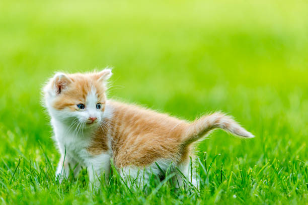 istock Funny domestic animals 1234981359