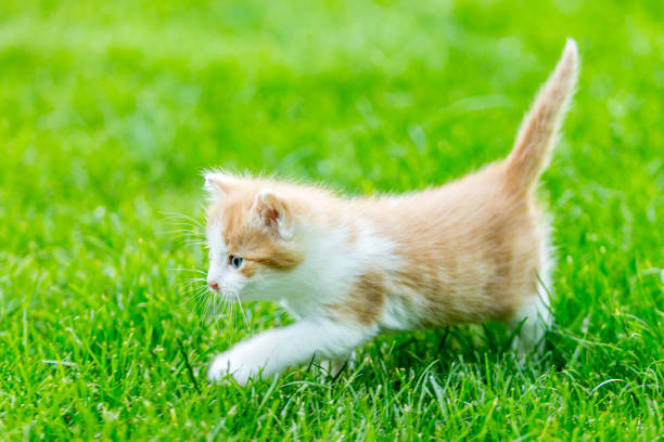 istock Funny domestic animals 1234981874