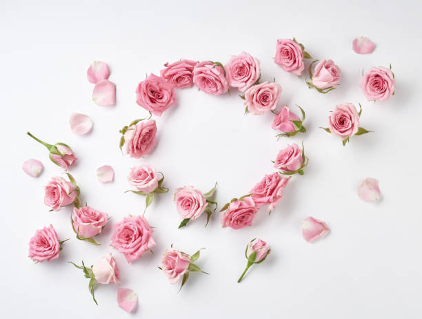 istock Beautiful Round frame from rose flowers on white background with copy space for design, text. Top view of pink roses and rose buds. 1234982893