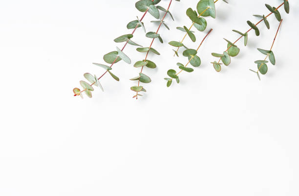 istock Frame of eucalyptus branches isolated on white background. Flat lay, top view. copy space 1234983930