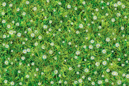 Meadow with green grass and white daisy flowers viewed from above. Floral background, springtime season.