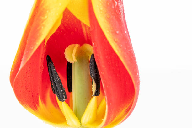 Red and yellow tulip flower shot in studio, macro-photography