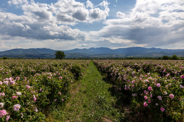 istock Valley covered in bulgarian pink rose during sunset 1234987014