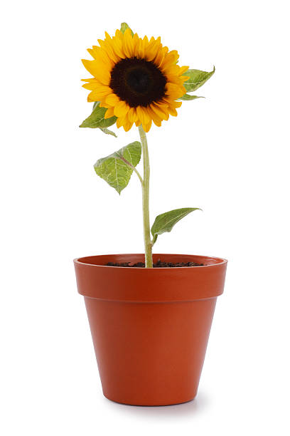 Cheerful Boquet of Sunflowers in Vase