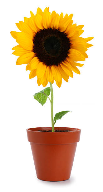 Sunflower in a Pot stock photo