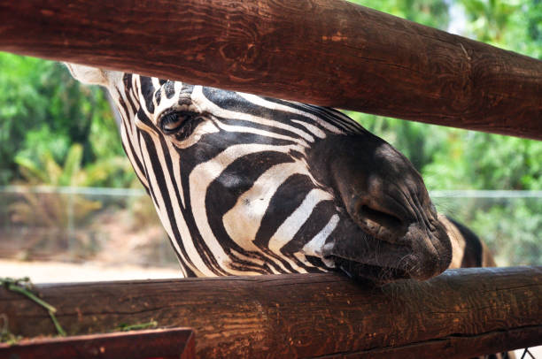 istock Zebra close-up with detailed eye - South Africa 1234988036