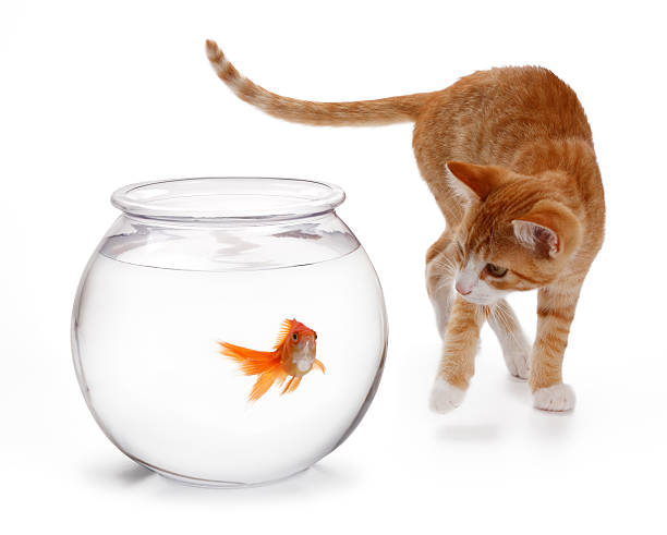 istock Cat and Fishbowl Isolated on White 123498851