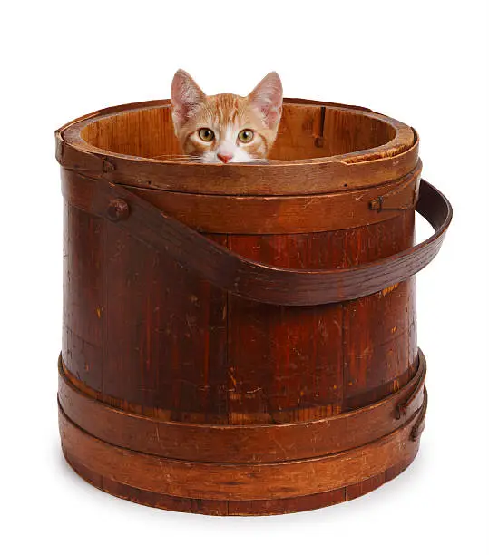 Photo of Kitten in a Old Wooden Bucket