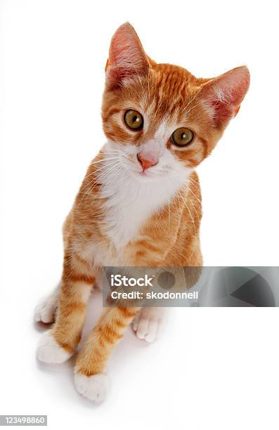 Süße Kätzchen Isoliert Auf Weißem Hintergrund Stockfoto und mehr Bilder von Hauskatze - Hauskatze, Blick in die Kamera, Farbbild