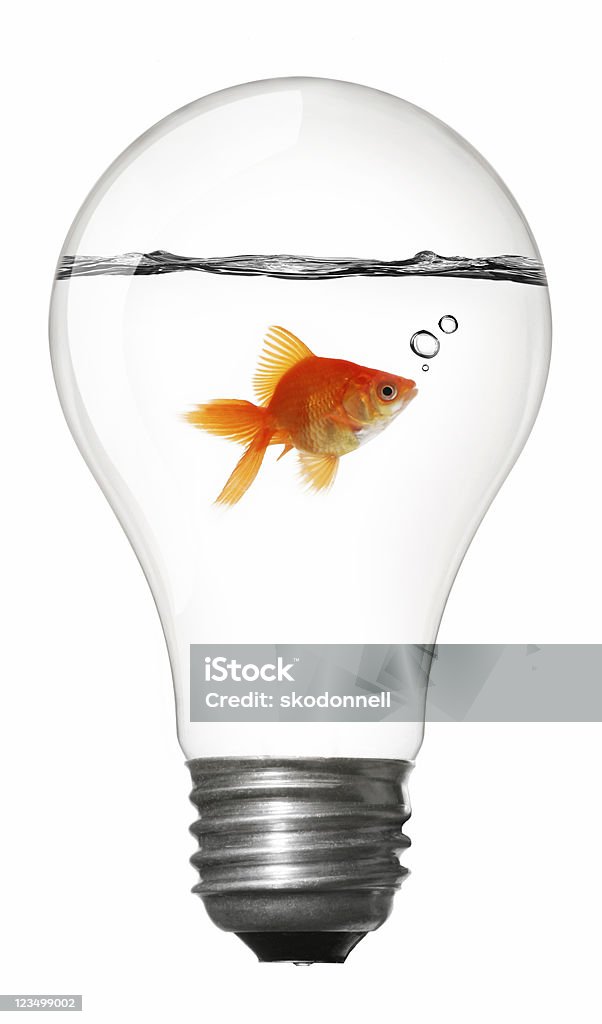 Goldfish Inside a Lightbulb  Humor Stock Photo