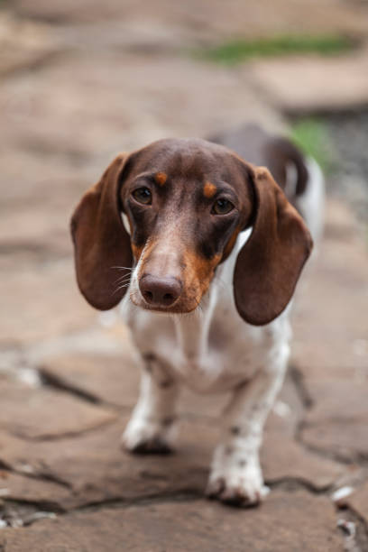 istock image of dog portrait park 1234990084