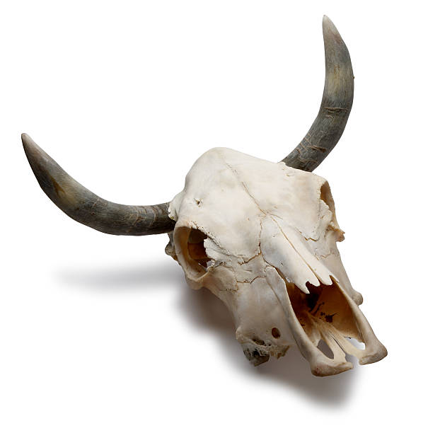 cow skull isolated on white - 動物頭骨 個照片及圖片檔