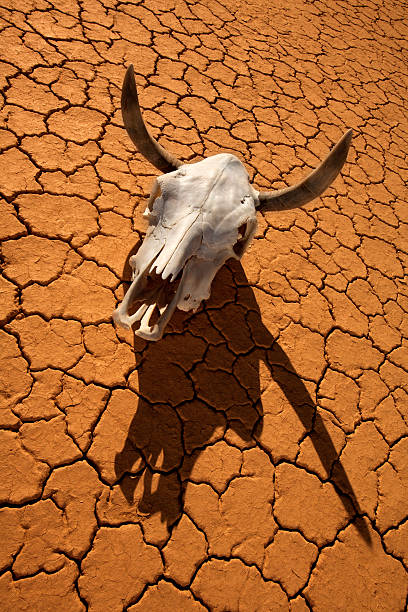 istock Cow Skull in the Desert 123499524