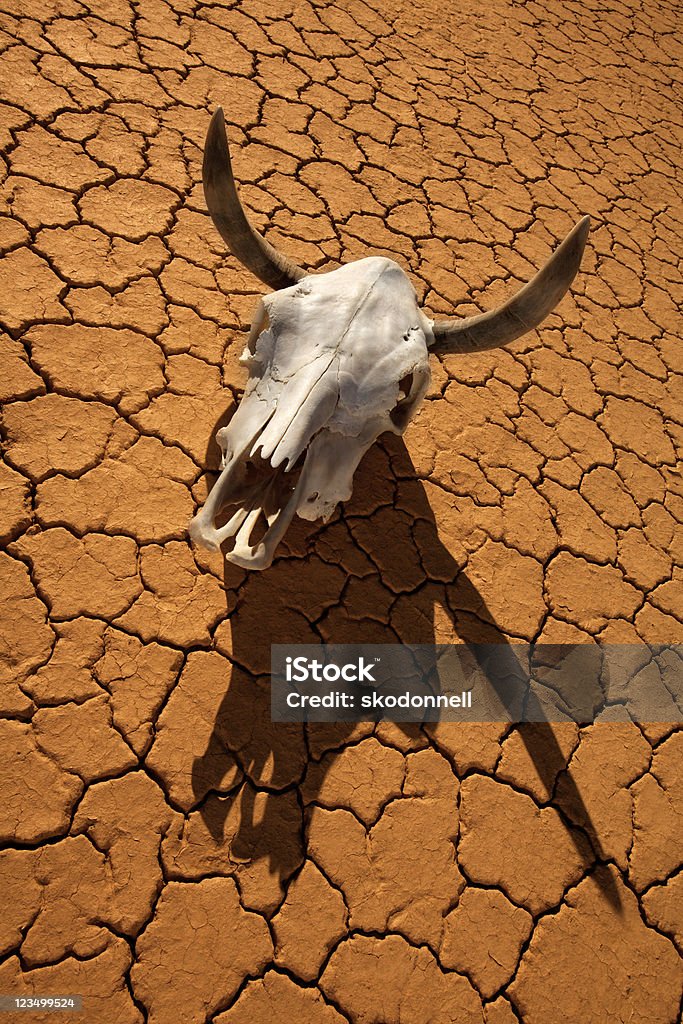 Vaca crânio no deserto - Foto de stock de Fêmea de mamífero royalty-free